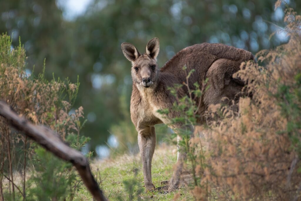 Are kangaroos partly to blame for Australia’s Bushfires?