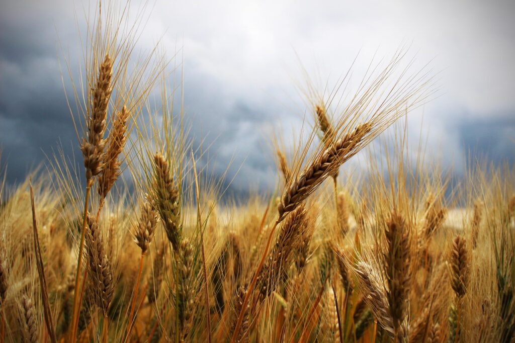 Are we soon running out of wheat and other grains?